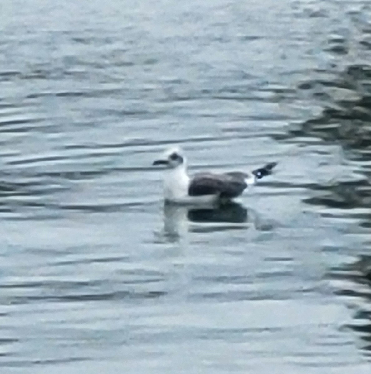 Laughing Gull - ML613089865