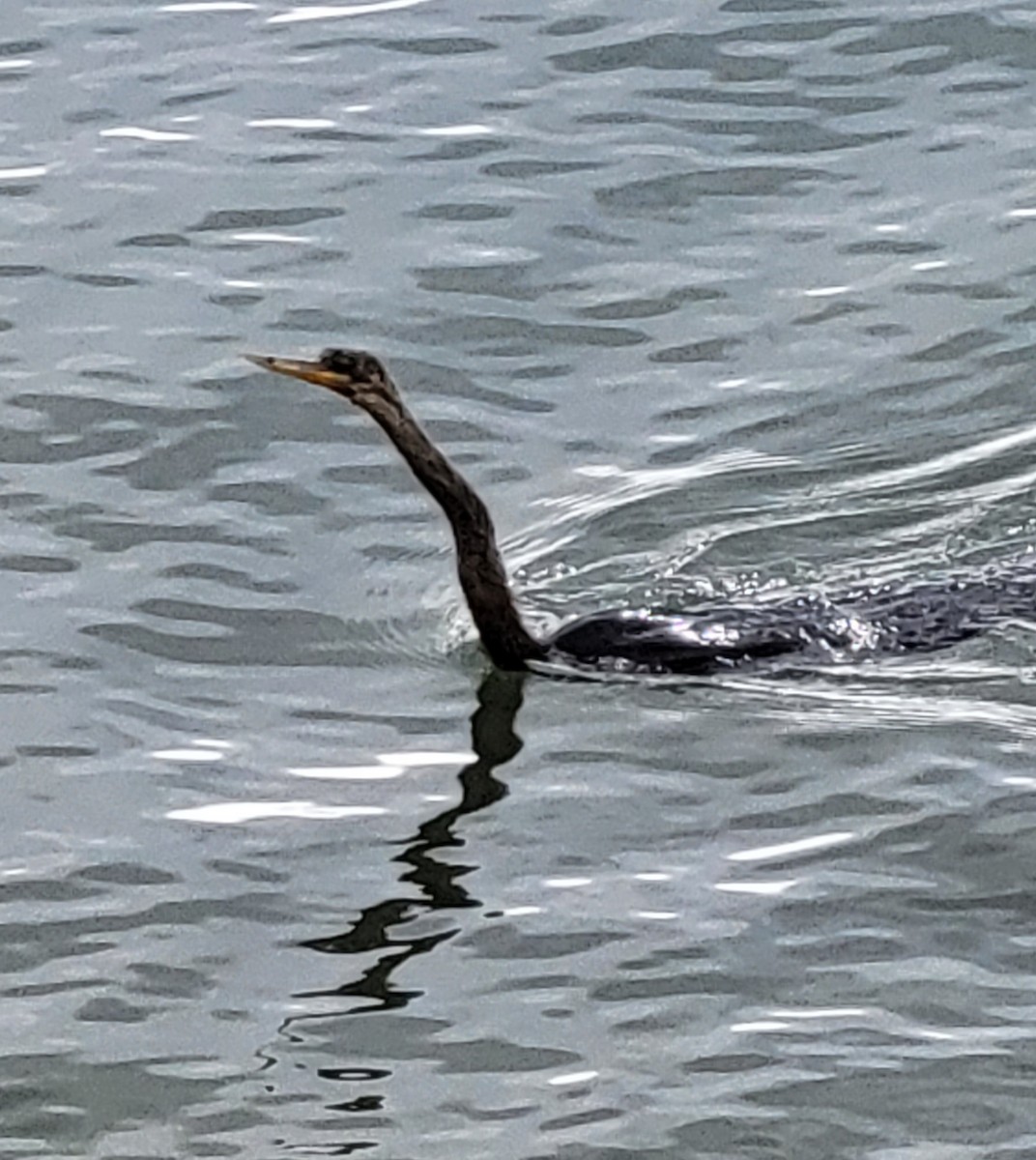 Anhinga d'Amérique - ML613089870