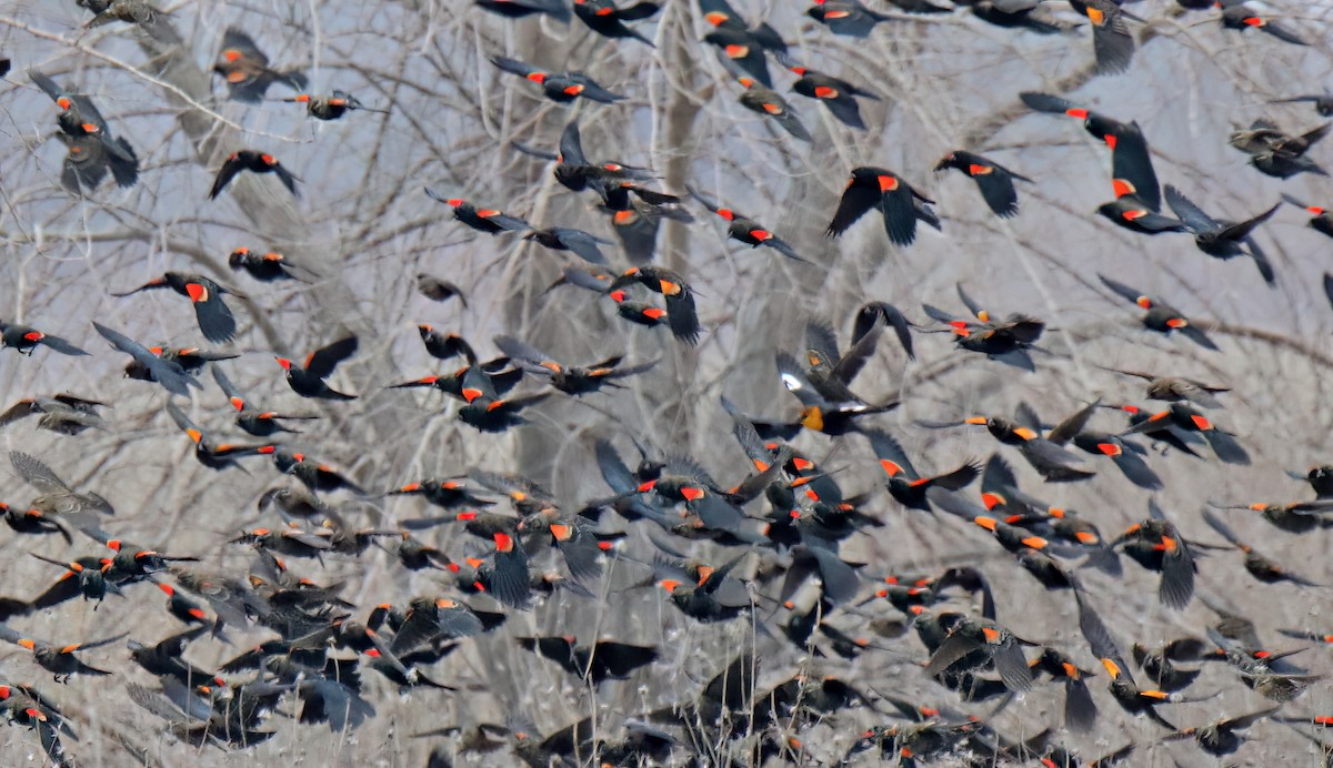 Yellow-headed Blackbird - ML613089901