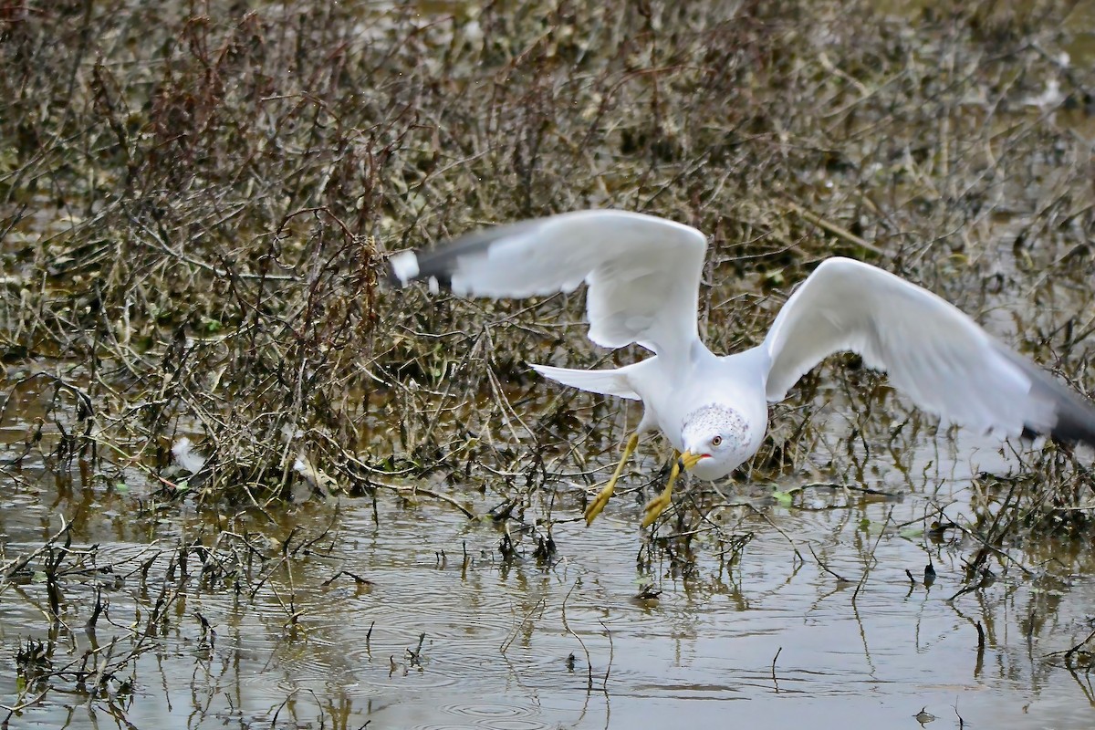 Ring-billed Gull - ML613089904