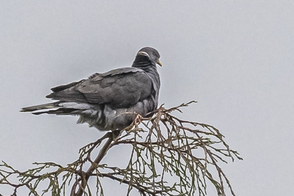 Band-tailed Pigeon - ML613089937