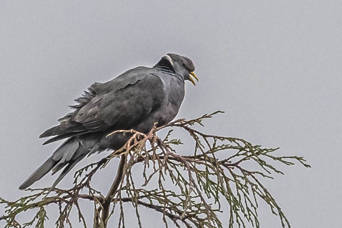 Band-tailed Pigeon - ML613089939