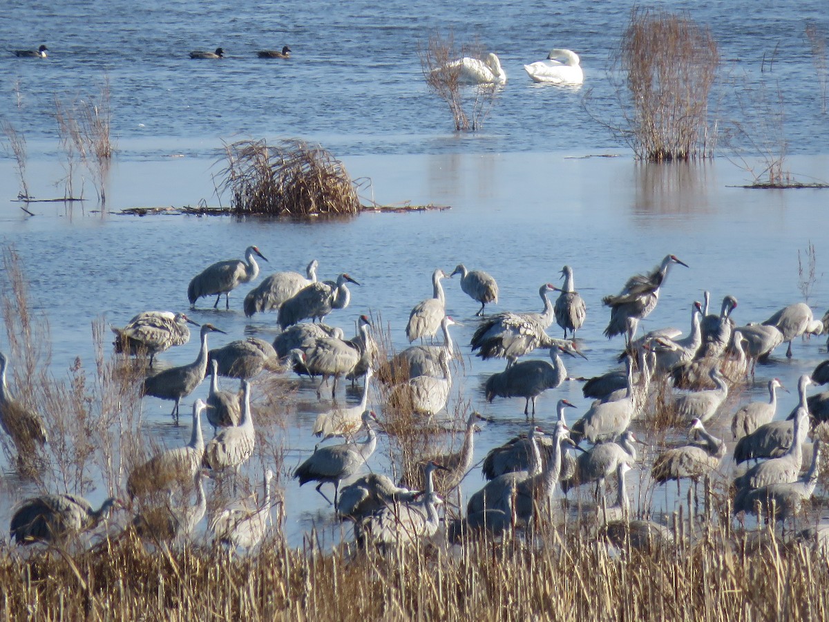 Sandhill Crane - ML613089940