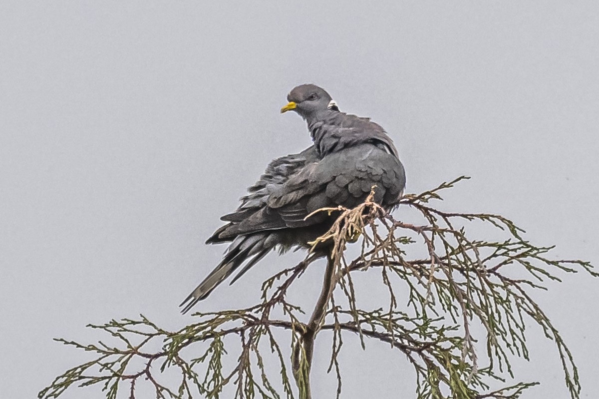 Band-tailed Pigeon - ML613089941