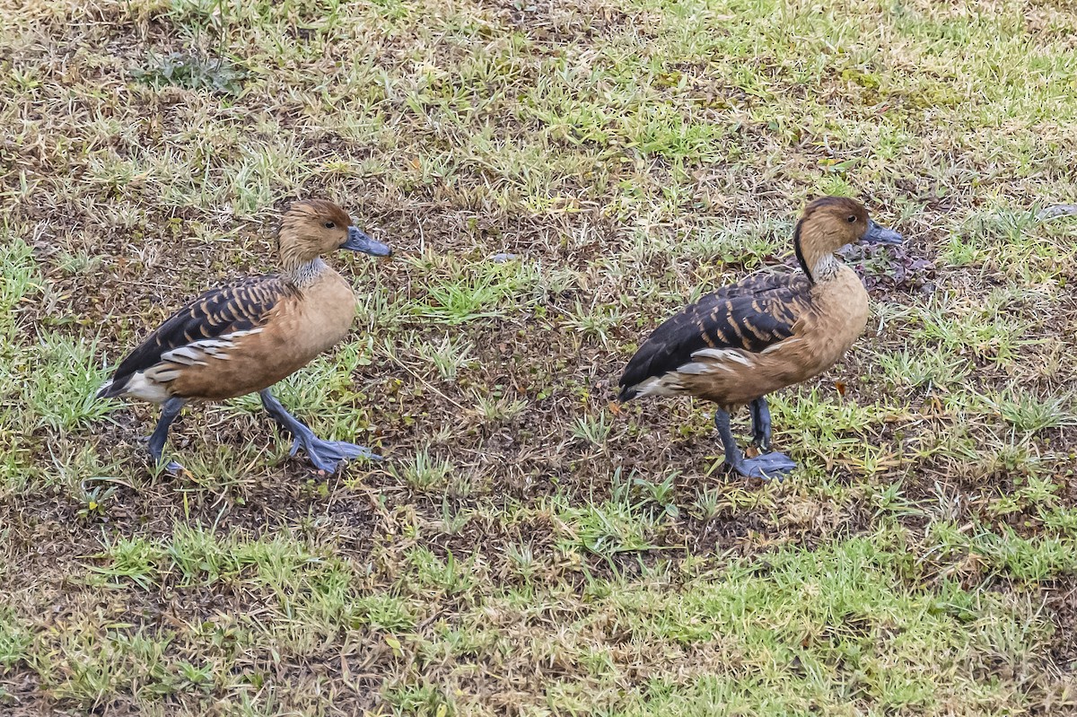 Fulvous Whistling-Duck - ML613089942
