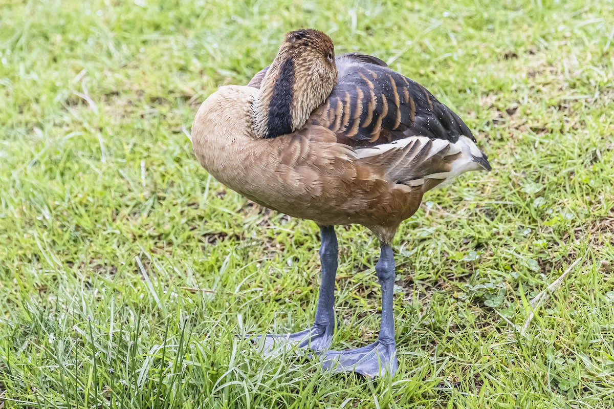 Fulvous Whistling-Duck - ML613089943