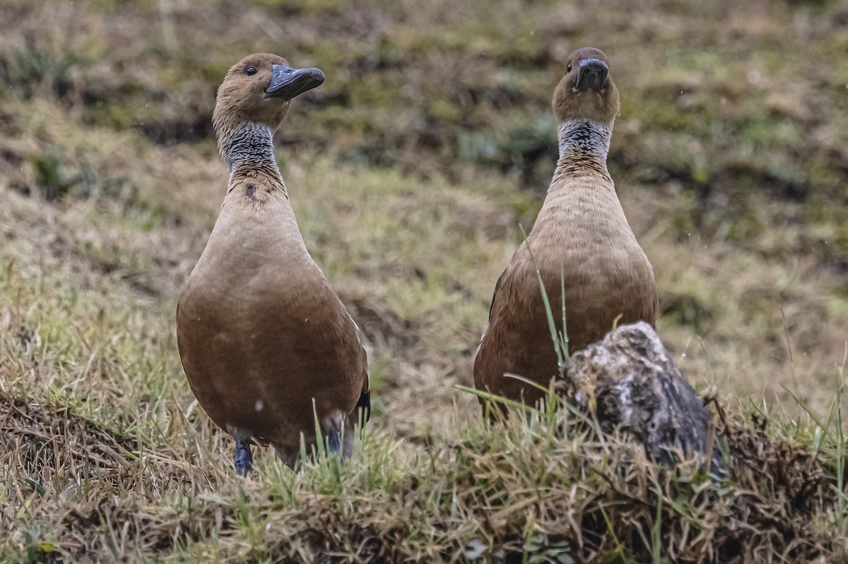 Fulvous Whistling-Duck - ML613089944
