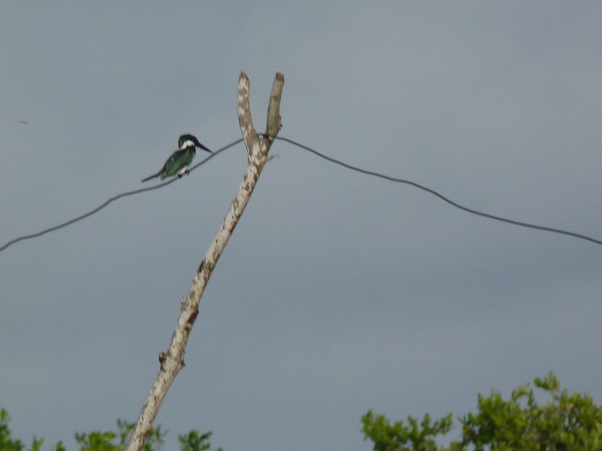 Amazon Kingfisher - Jaime A Garizábal-Carmona