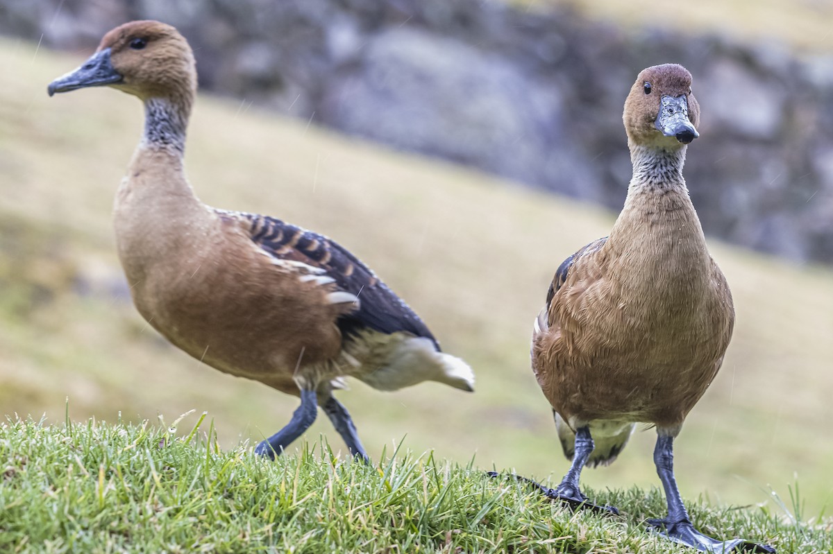 Fulvous Whistling-Duck - ML613089953