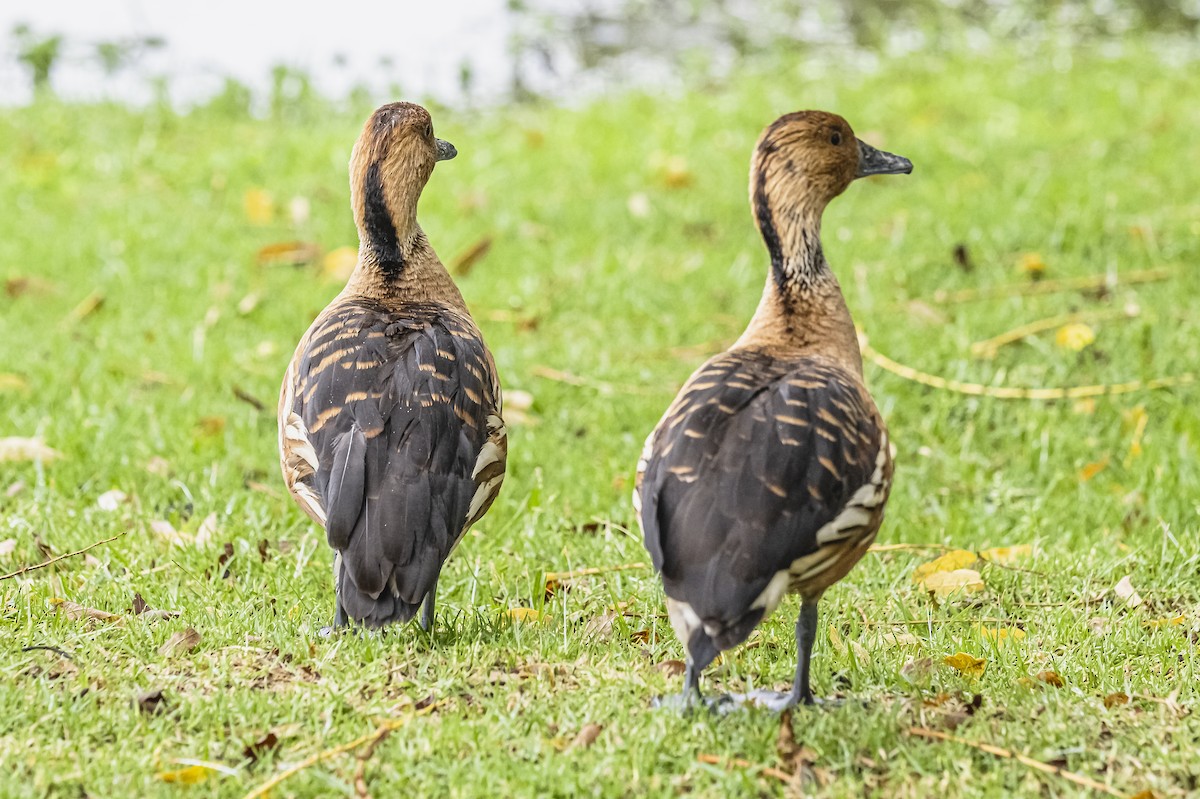 Fulvous Whistling-Duck - ML613089960