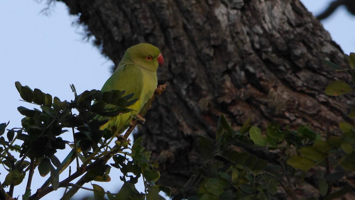 Rose-ringed Parakeet - Daniel Habekost