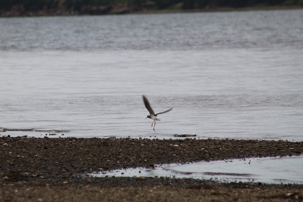 Greater Yellowlegs - Julia Cameron