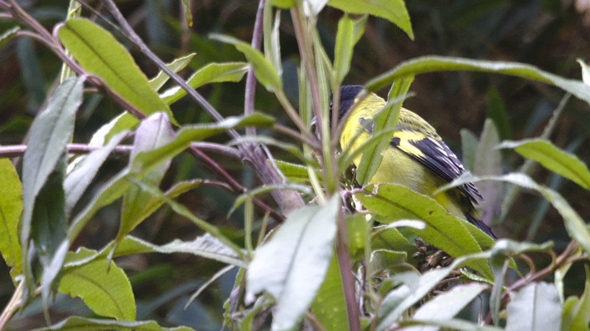 Hooded Siskin - ML613090150