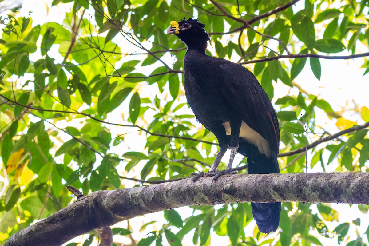 Great Curassow - ML613090192