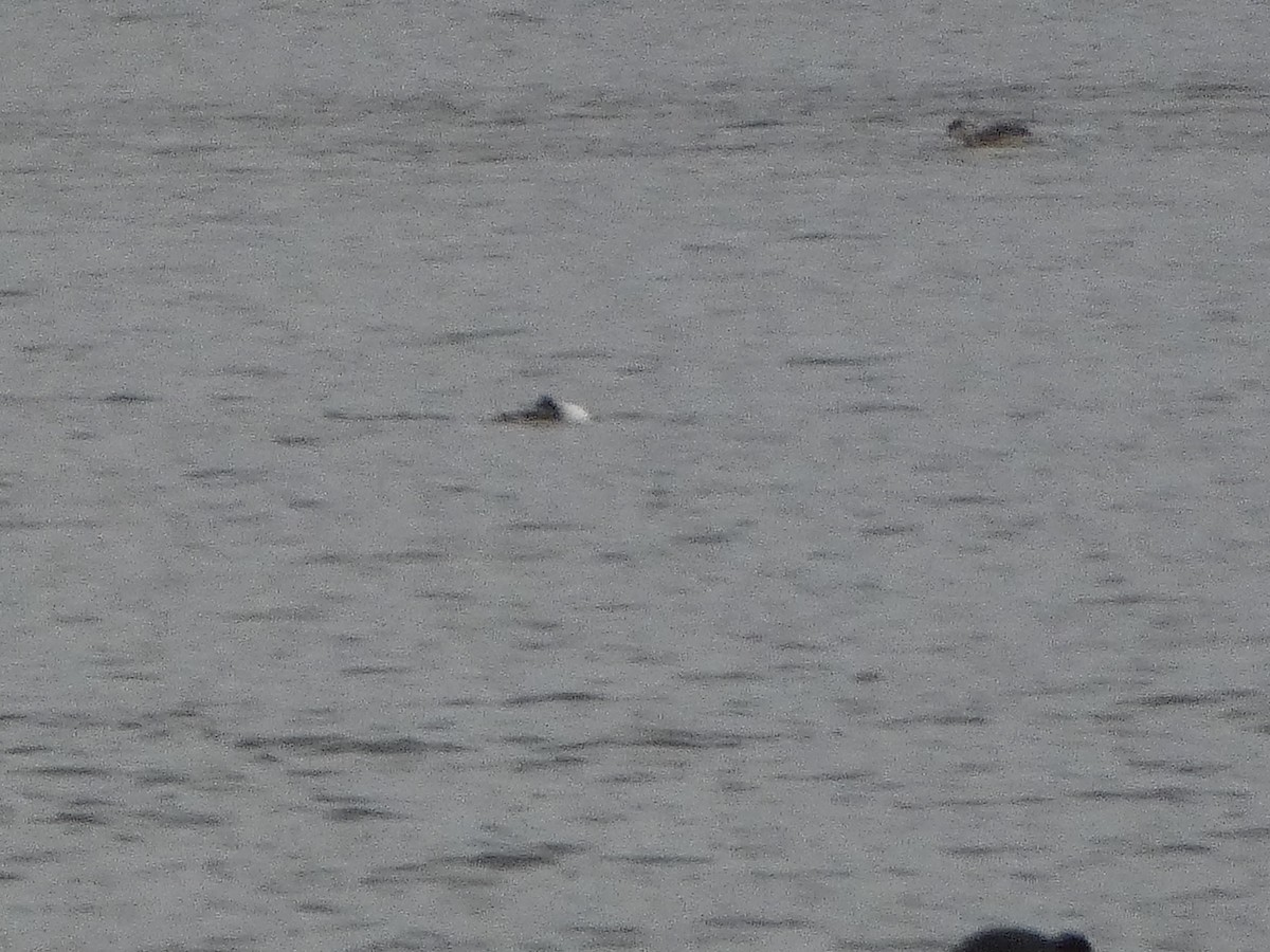 Great Crested Grebe - ML613090211