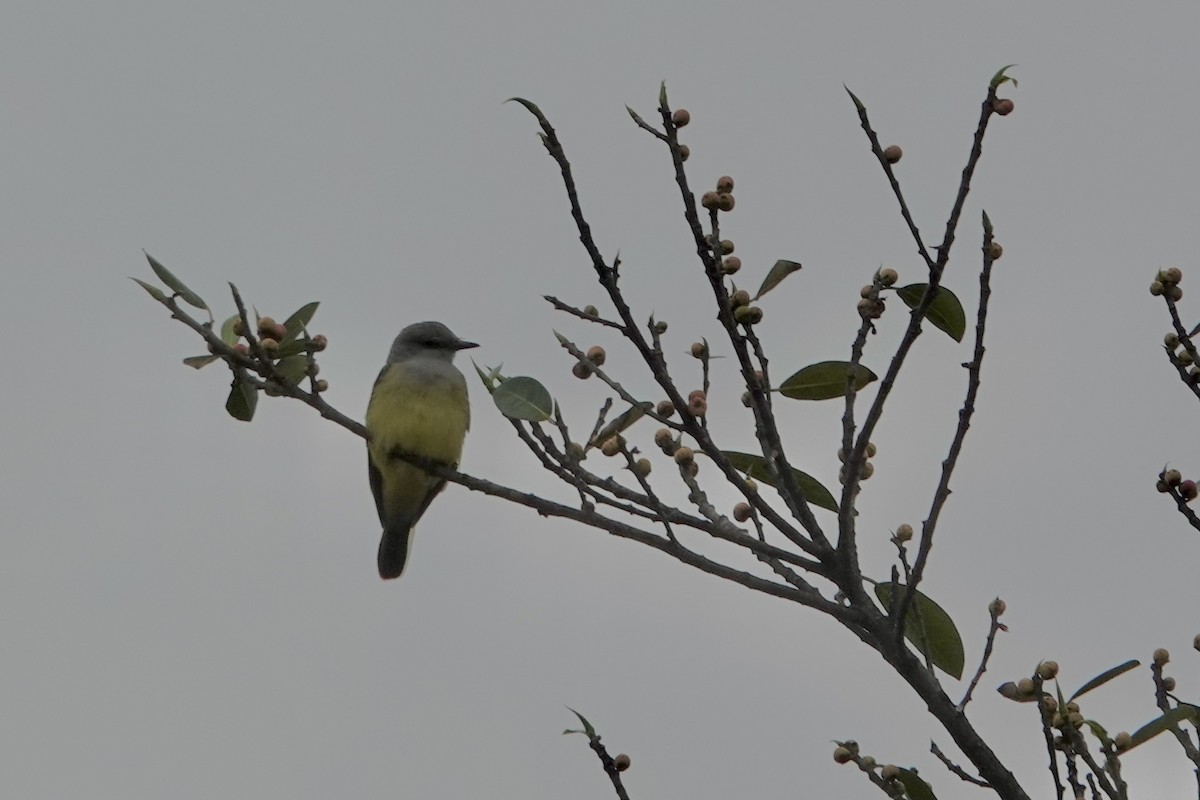 Western Kingbird - ML613090236