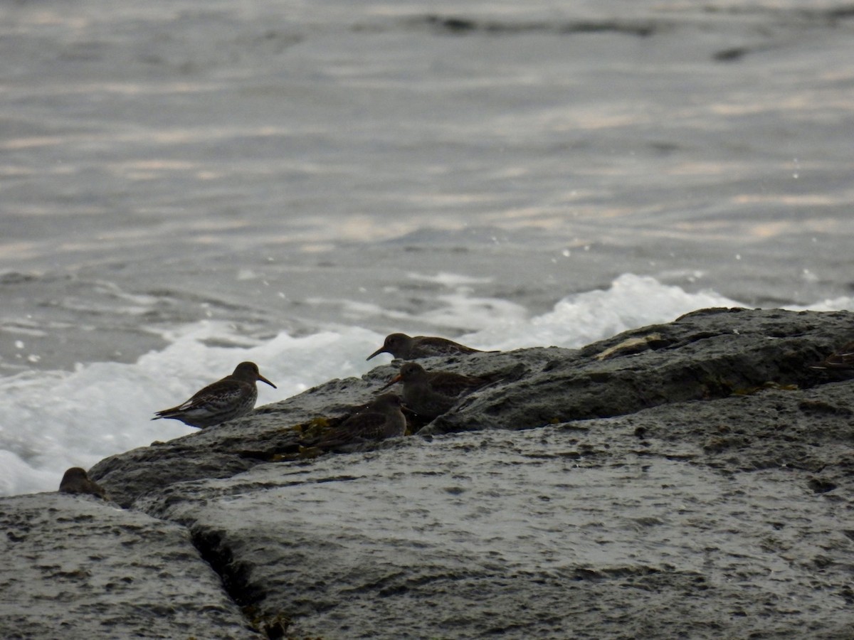 Purple Sandpiper - ML613090286