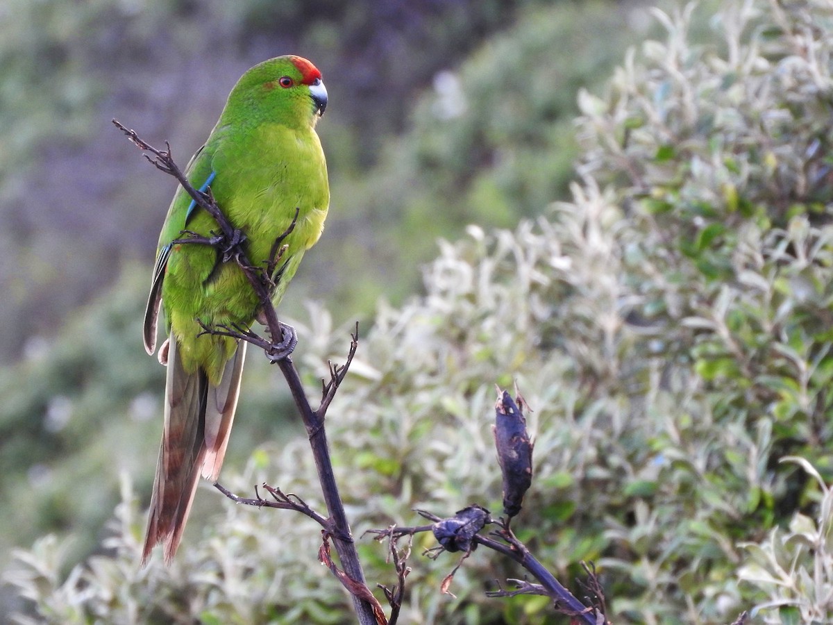 Red-crowned x Chatham Islands Parakeet (hybrid) - Matt Slaymaker