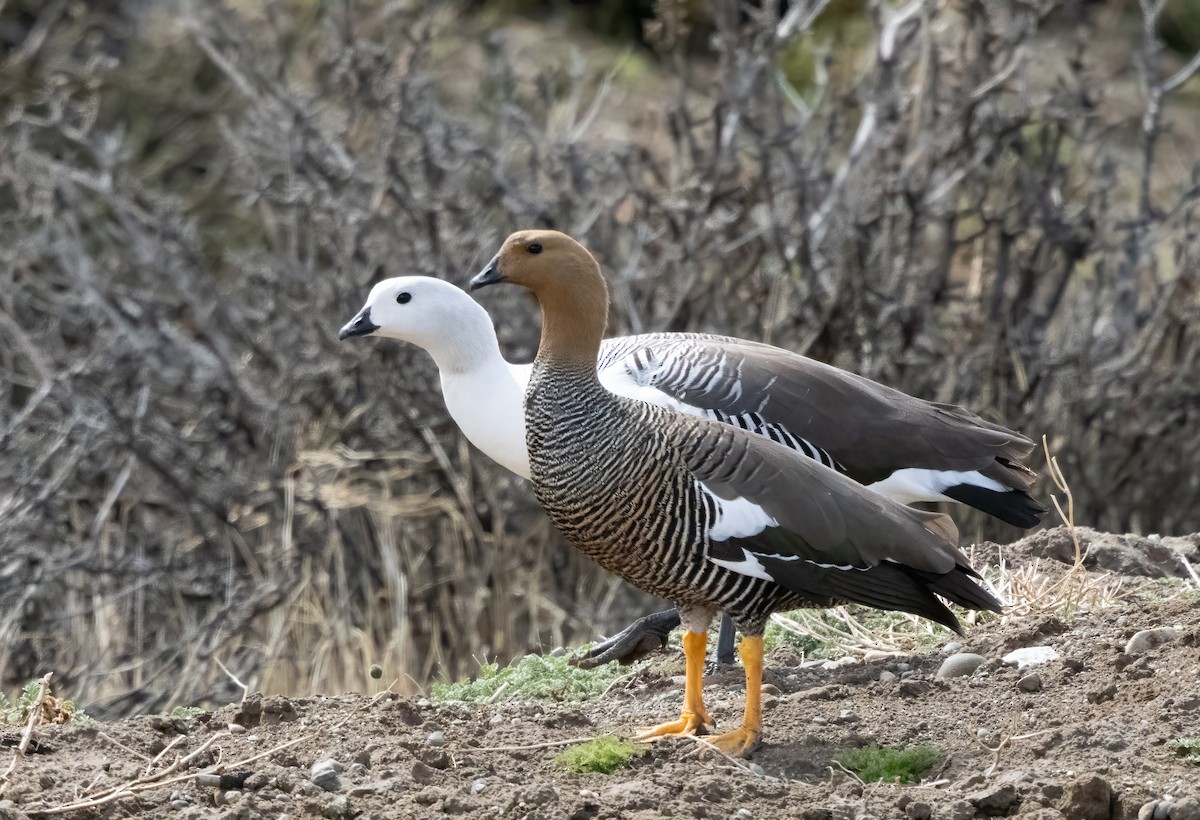 Магелланов гусь (White-breasted) - ML613090349