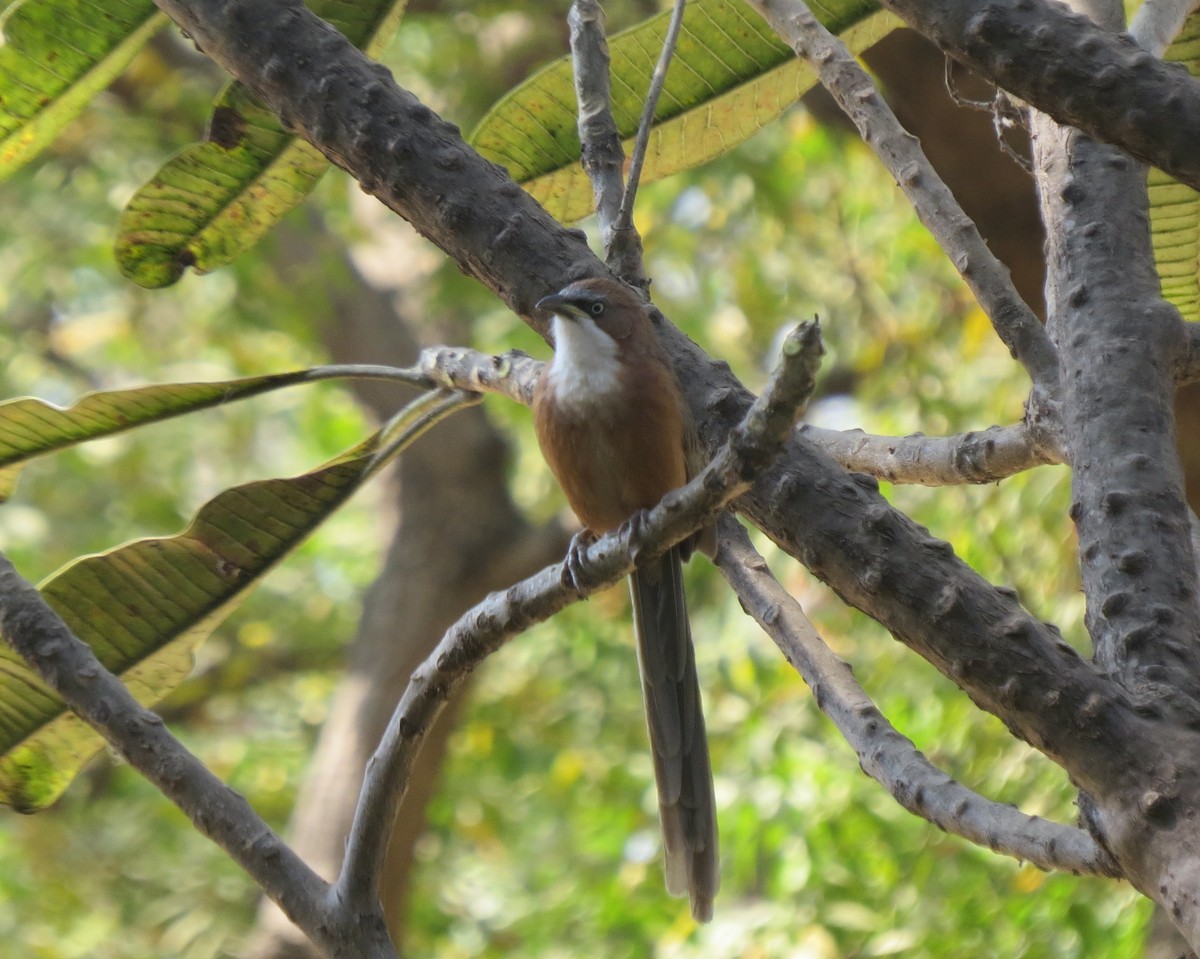 White-throated Babbler - ML613090363