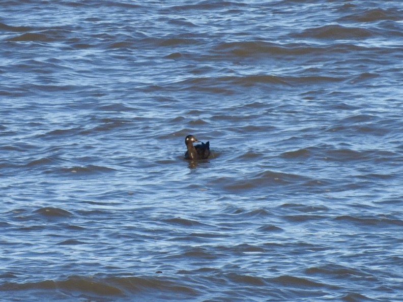 Velvet Scoter - Stu  Buck