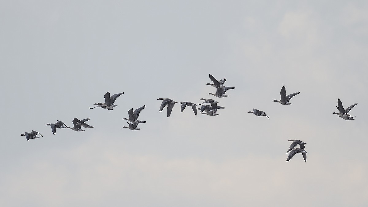 Greater White-fronted Goose - ML613090379