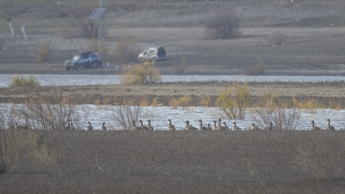 Greater White-fronted Goose - ML613090381