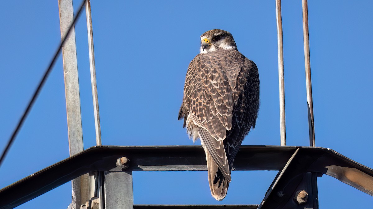 Prairie Falcon - ML613090392