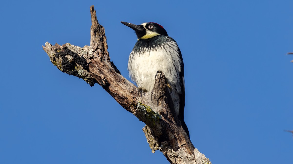 Acorn Woodpecker - ML613090398