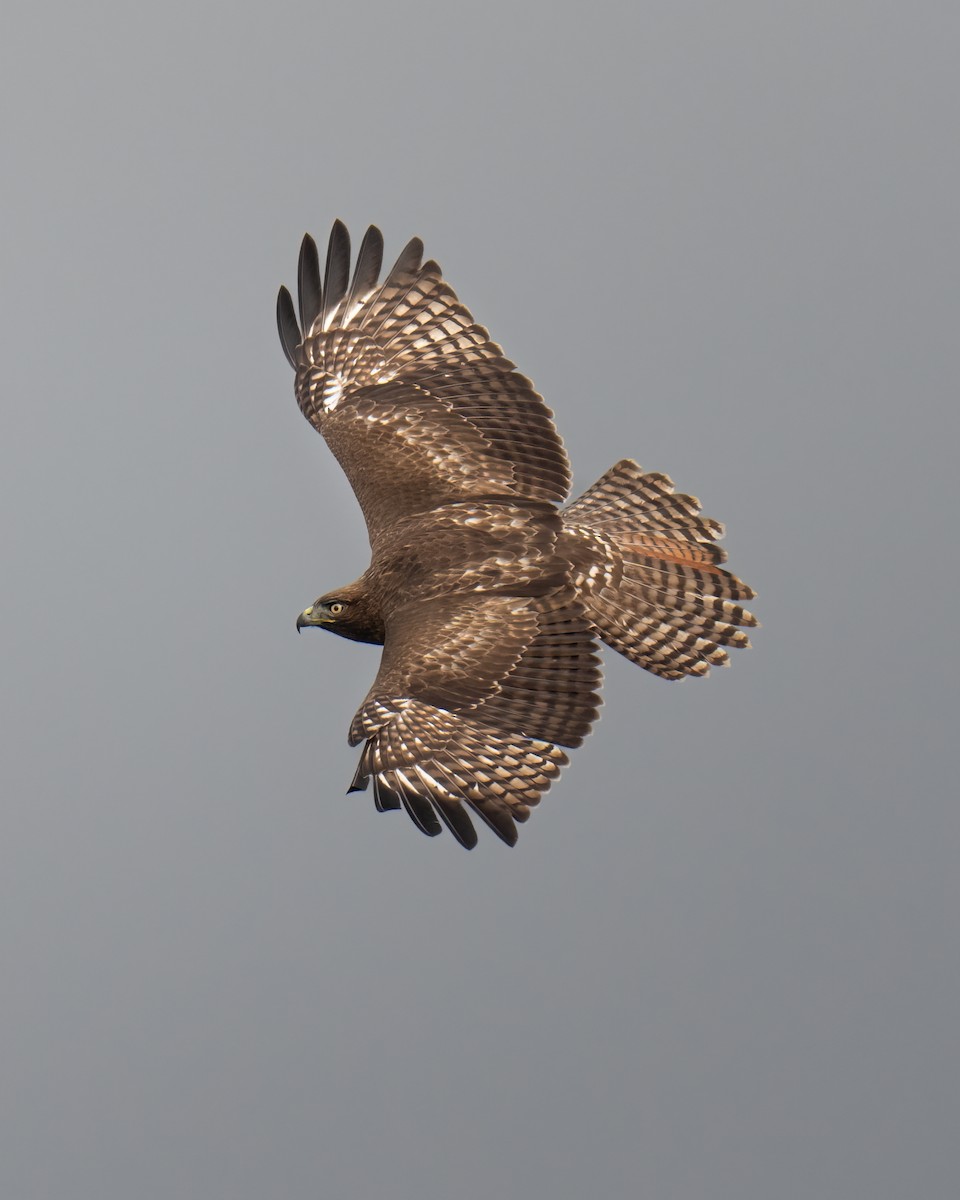 Red-tailed Hawk - John Davis