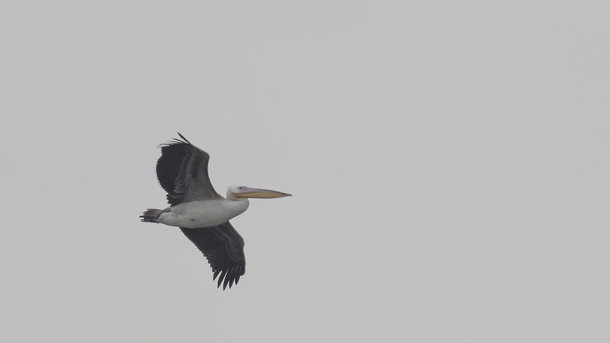 pelikán bílý - ML613090418