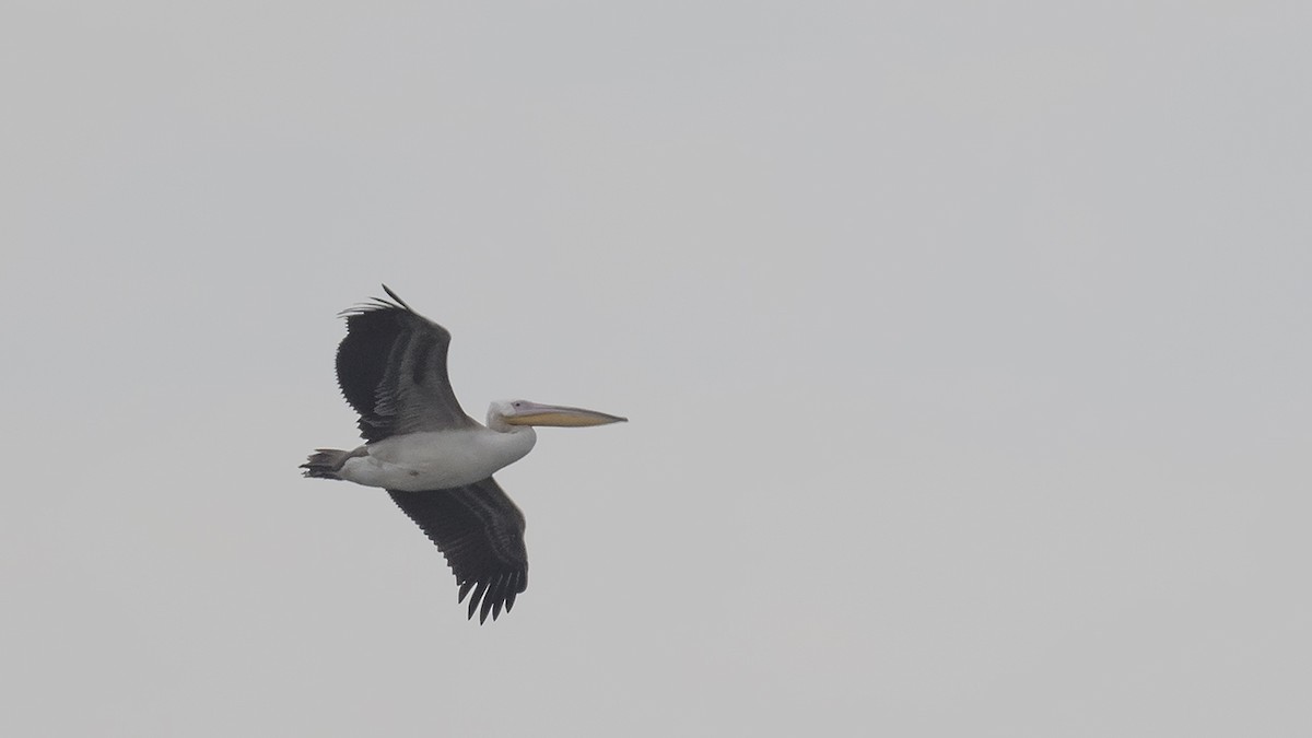 Great White Pelican - ML613090418