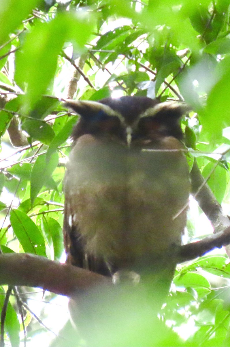 Crested Owl - ML613090460