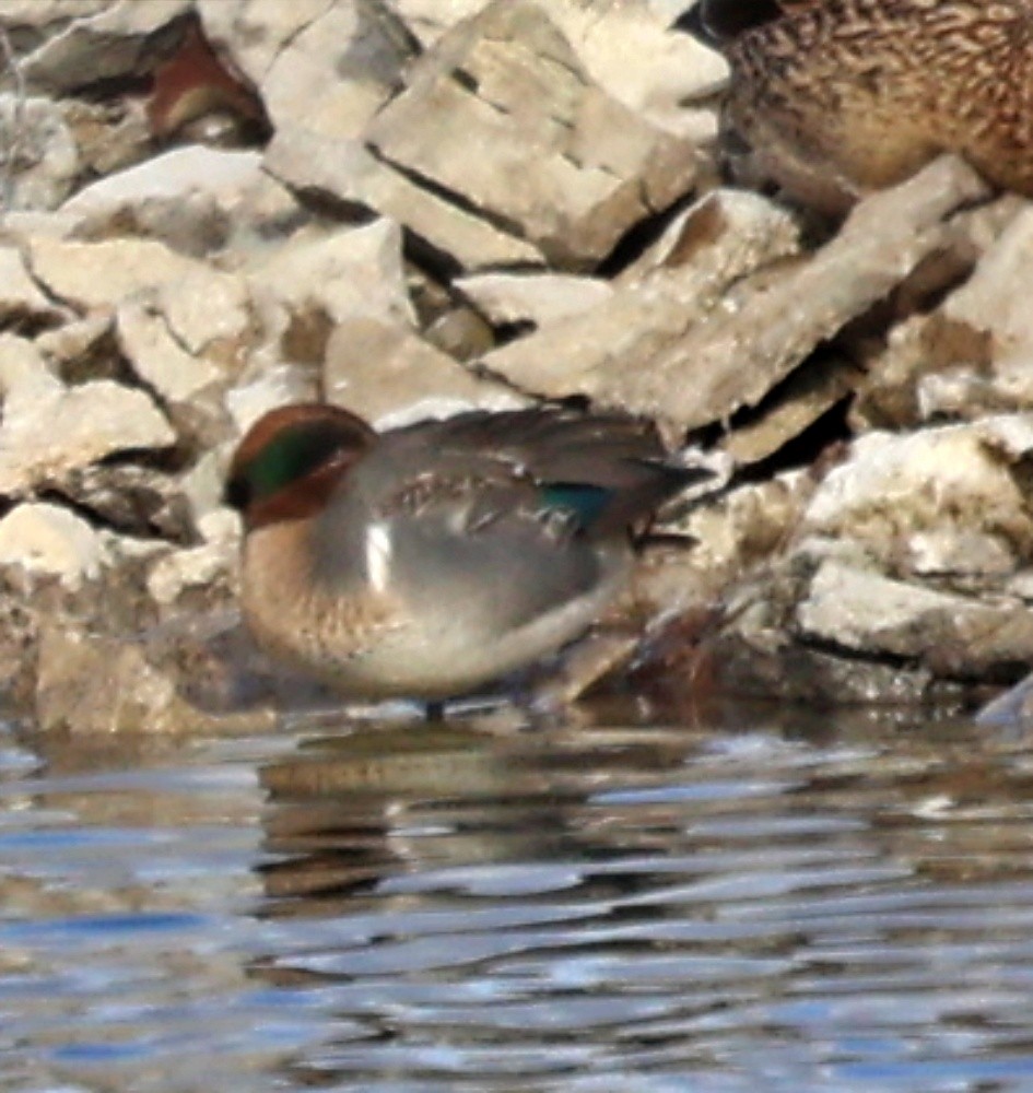Green-winged Teal - ML613090469