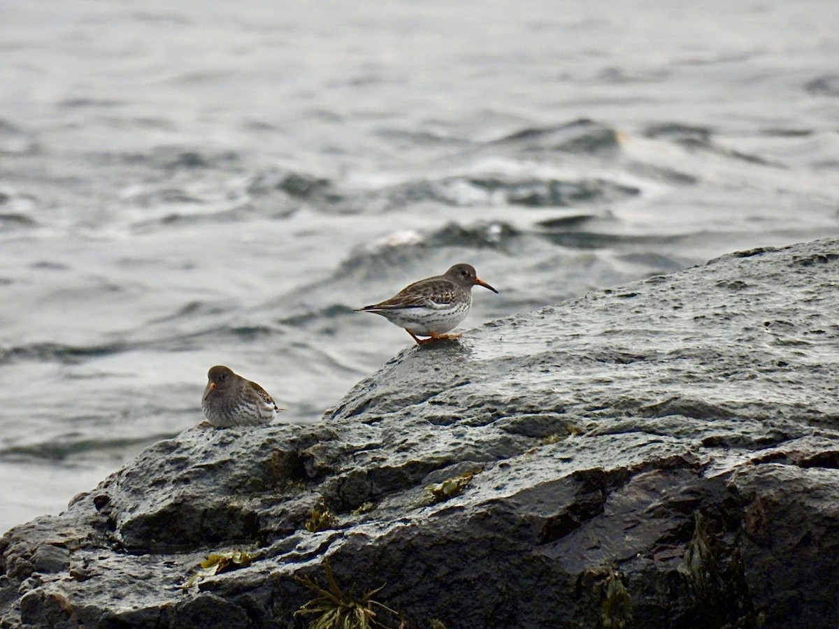 Purple Sandpiper - ML613090494