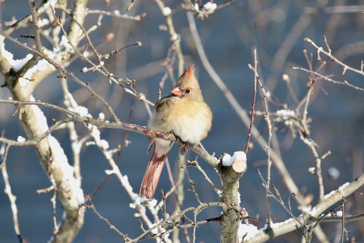 Cardinal rouge - ML613090511