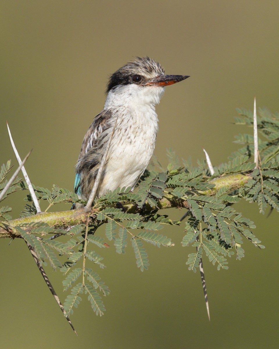 Striped Kingfisher - ML613090512