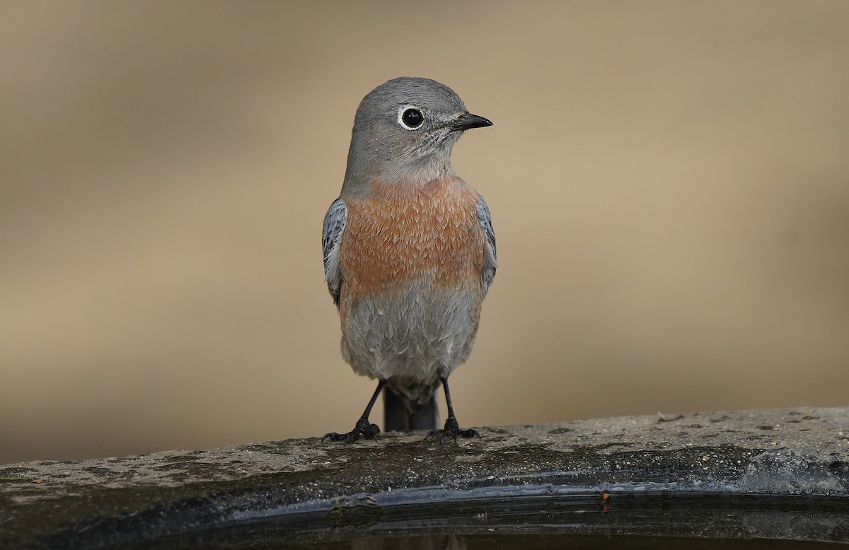 Western Bluebird - Tim Avery