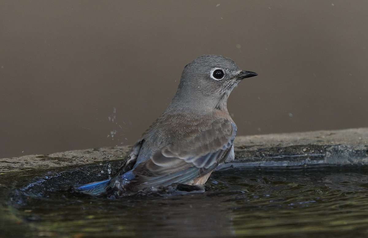 Western Bluebird - ML613090551