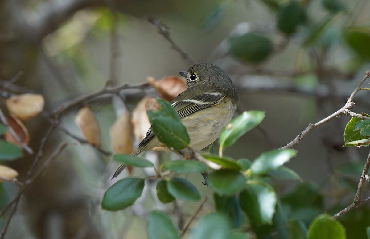 Hutton's Vireo - ML613090553