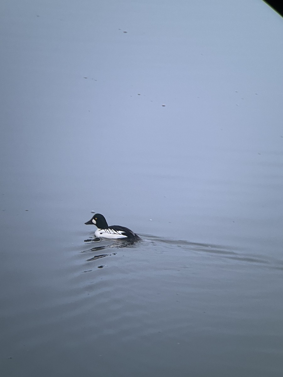 Common x Barrow's Goldeneye (hybrid) - ML613090596