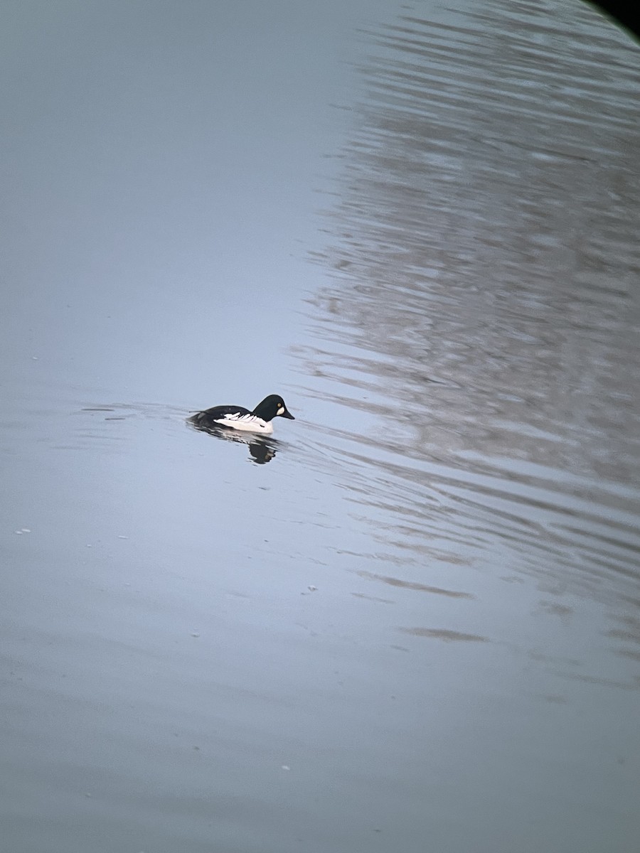 Common x Barrow's Goldeneye (hybrid) - ML613090597