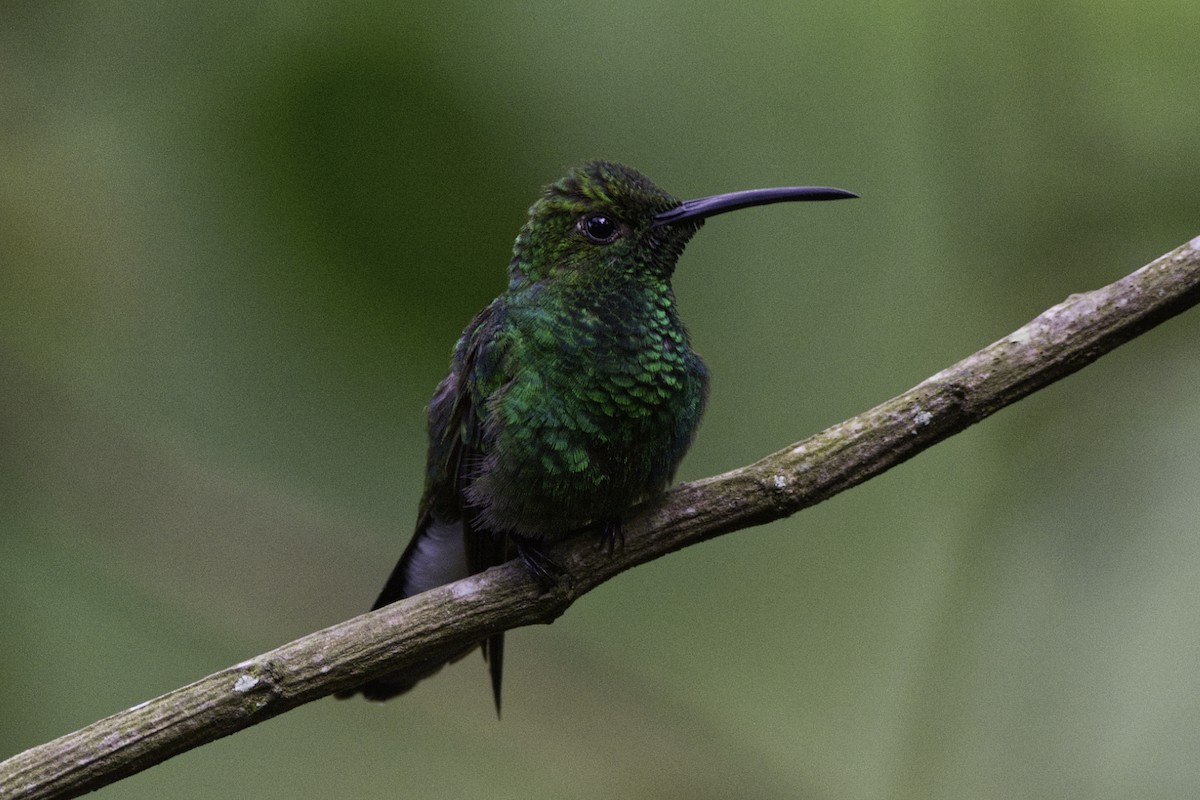 Sapphire-throated Hummingbird - ML613090604