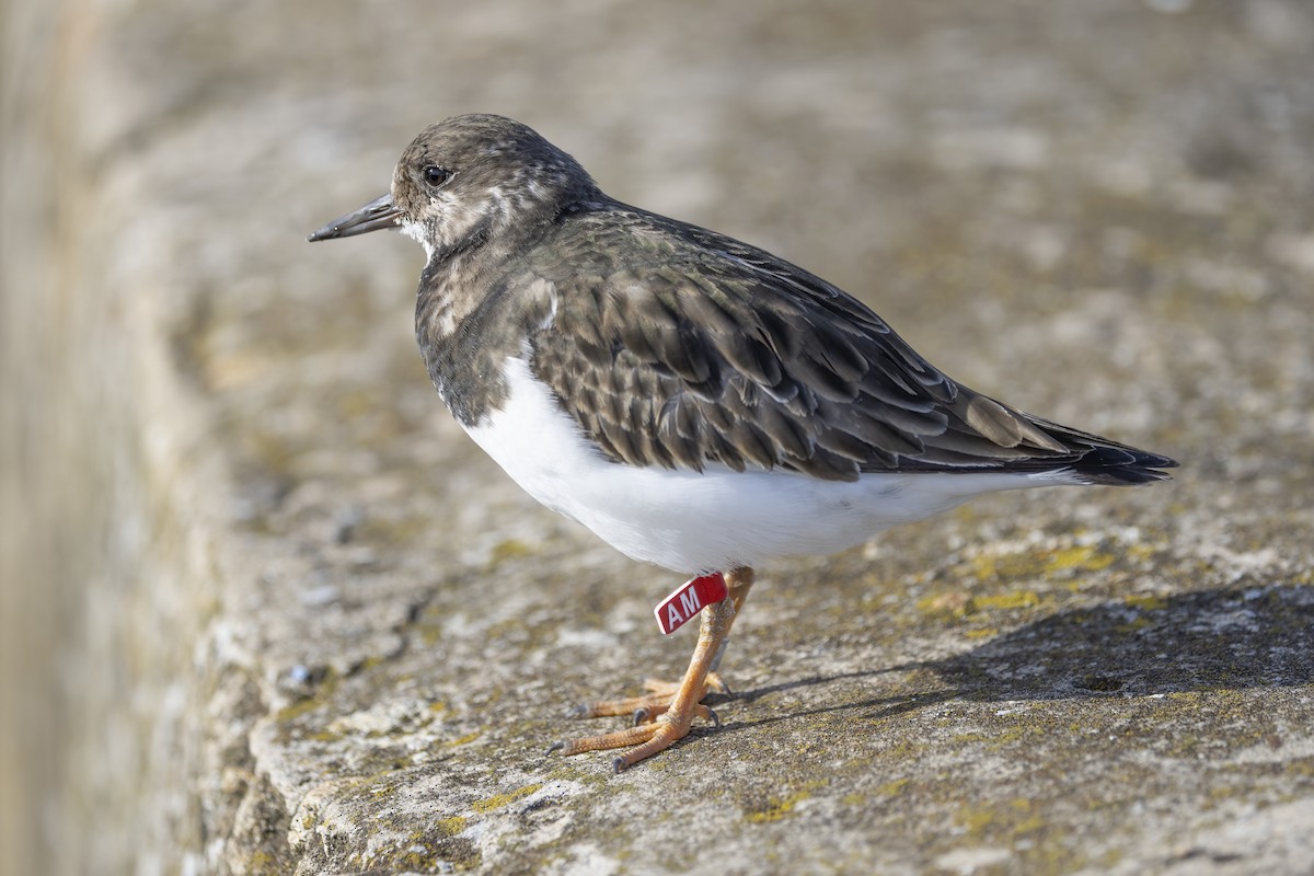 Ruddy Turnstone - Delfin Gonzalez