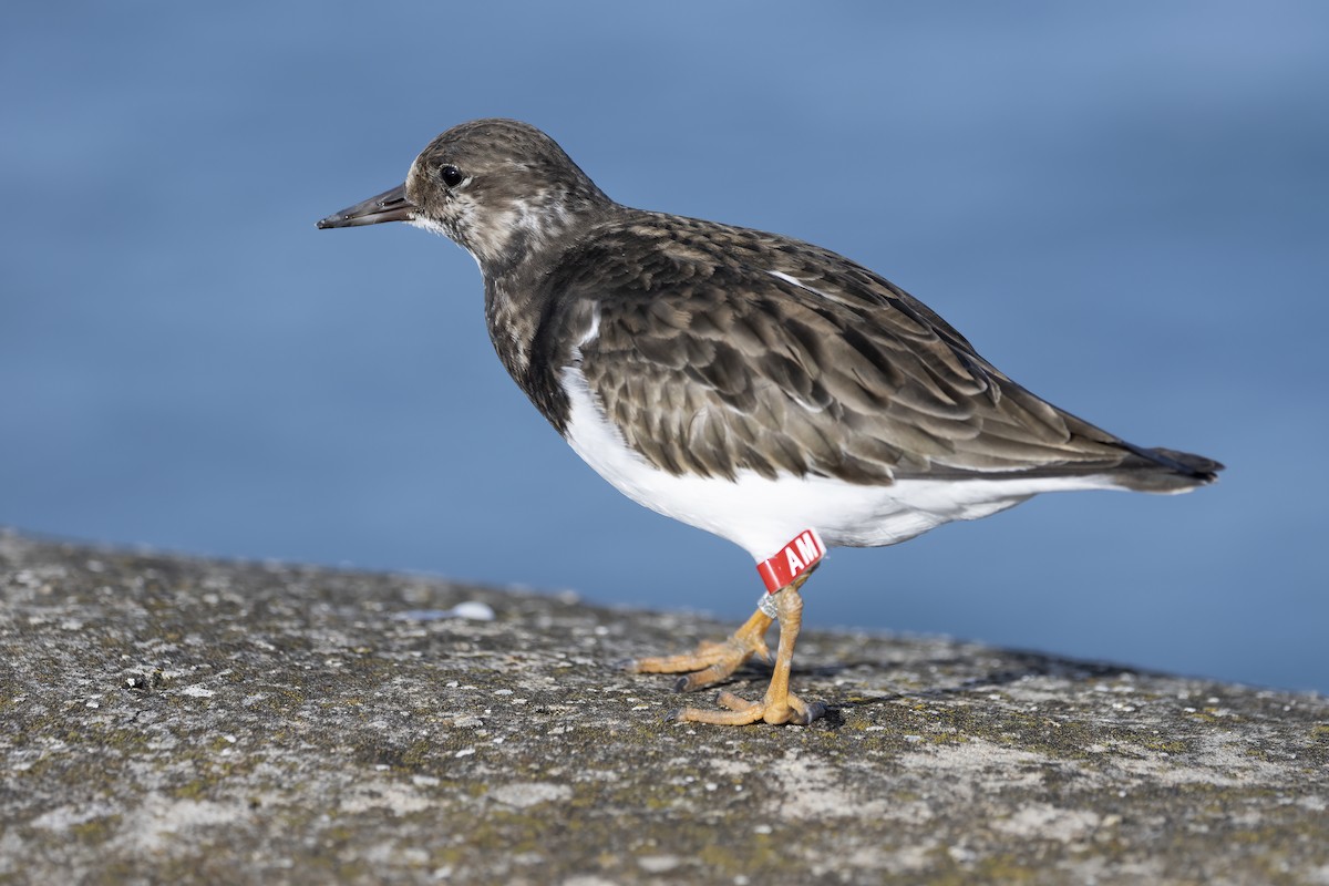 Ruddy Turnstone - Delfin Gonzalez