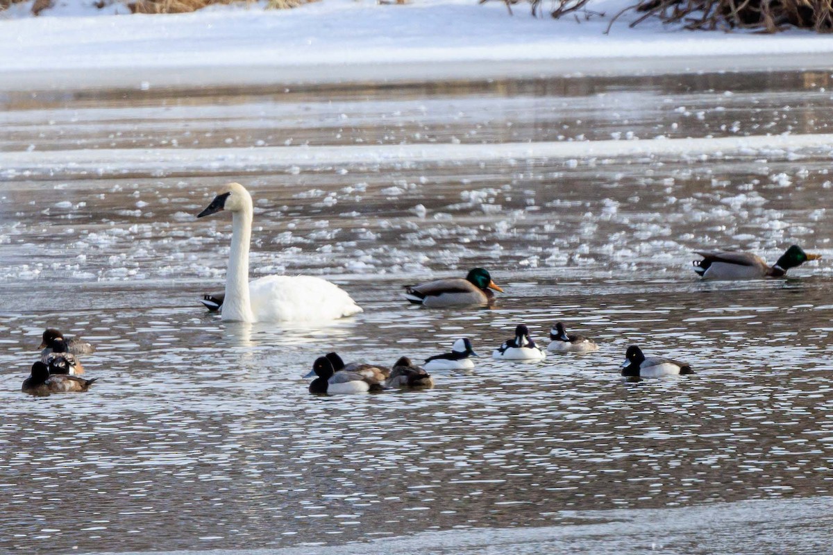 Lesser Scaup - ML613090743