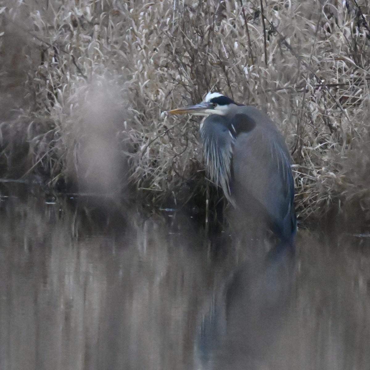 Great Blue Heron - ML613090827