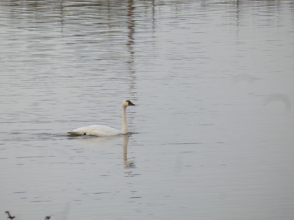 Tundra Swan - Lukas Le Grice