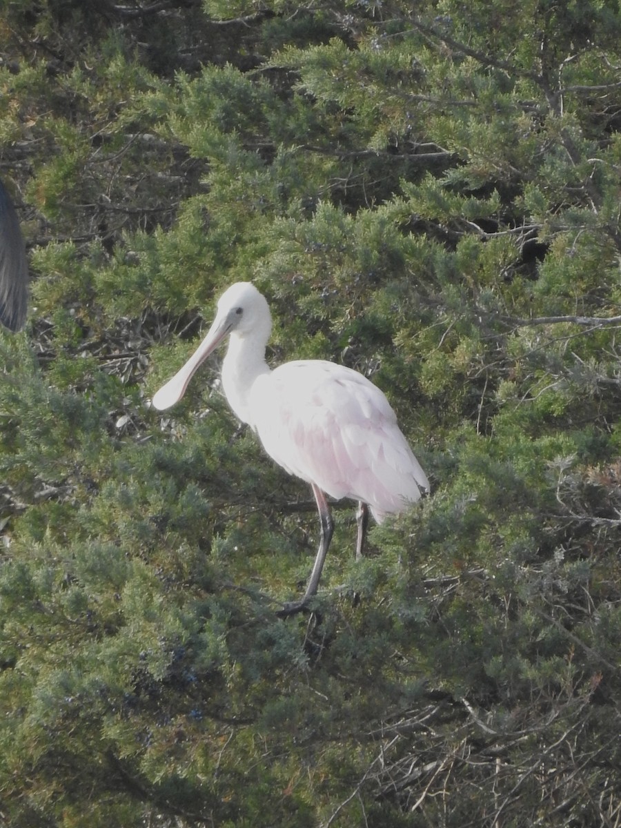 Roseate Spoonbill - ML613090855