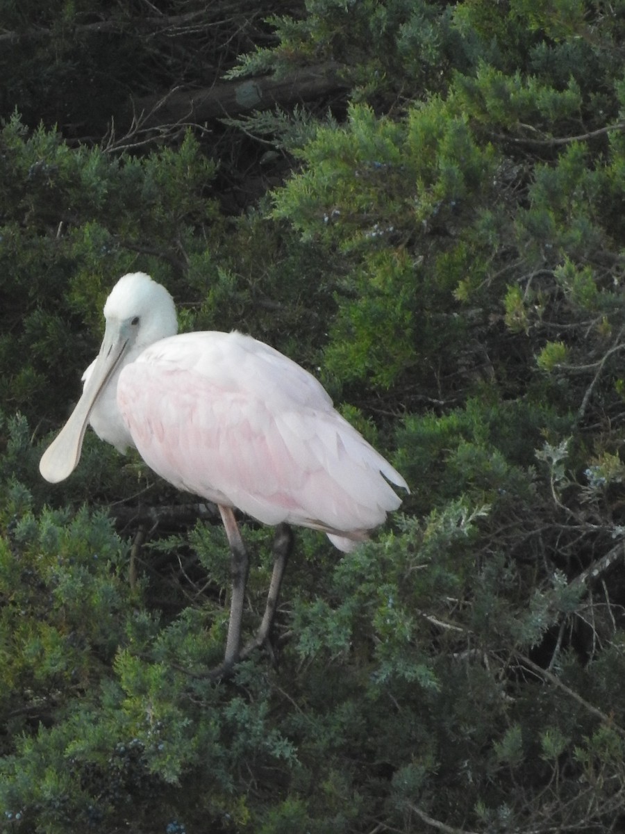 Roseate Spoonbill - ML613090856